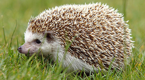 Adorable Hedgies Just May Rub Off on You: In the LINK of an Eye!