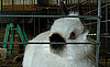 Rabbits Pose Differently Based on Breed: In the LINK of an Eye!