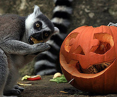 Lemurs and Monkeys and Meerkats Enjoy Halloween, Oh My! 