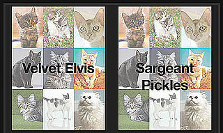 Pick the Wackier Cat Name For a Chance at $1,000!