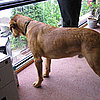 Remember the Rescue: Brush Up on Adoption