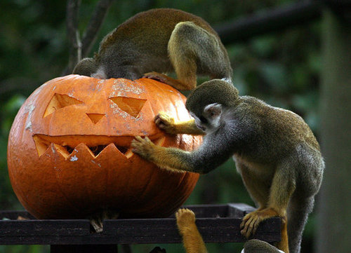 Bristol Zoo Celebrates Halloween Bristol Zoo Celebrates Halloween
