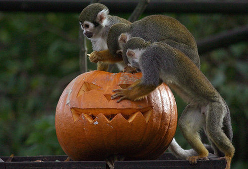 Bristol Zoo Celebrates Halloween Bristol Zoo Celebrates Halloween