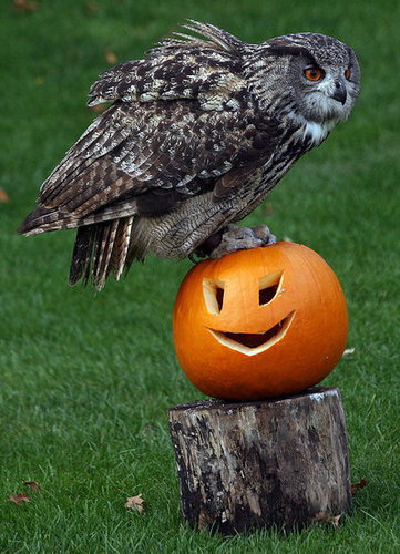 Bristol Zoo Celebrates Halloween Bristol Zoo Celebrates Halloween