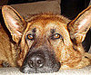 Pet Pic of the Day: Nora's Nose Doesn't Know