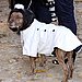 The Dog Is a Lady