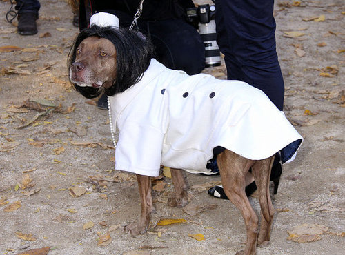 The Dog Is a Lady The Dog Is a Lady