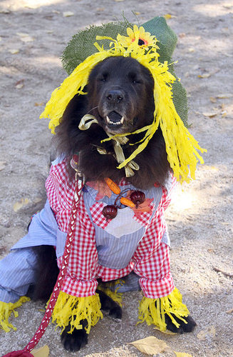 Stylin' Scarecrow Stylin' Scarecrow