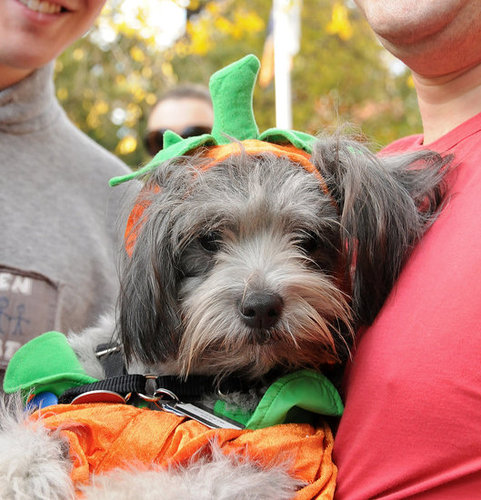 Lil Punkin Lil Punkin