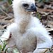 Small Eaglet, Big Eagle
