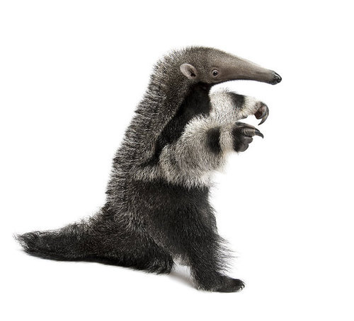 Tall Anteater Tall Anteater