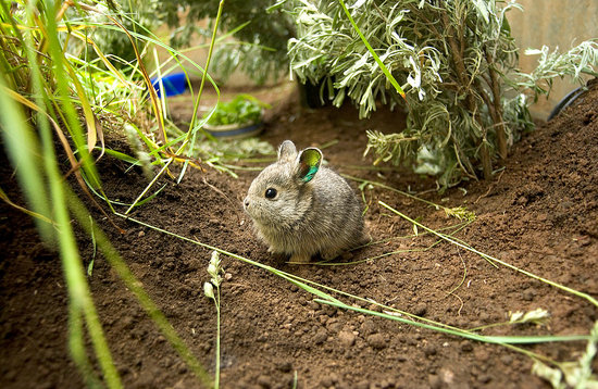 Itty Bitty Bunny