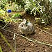 Itty Bitty Bunny