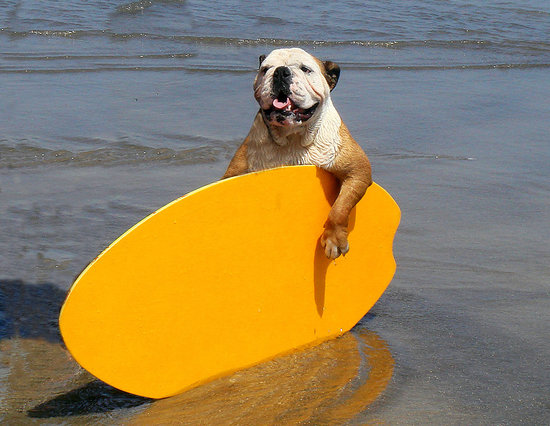 Peek-Inside-2010-Surf-Dogs-Calendar.jpg