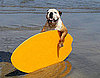Peek Inside the 2010 Surf Dogs Calendar! 