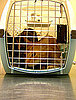 The Scoop: First H1N1 Cat Case Confirmed by AVMA