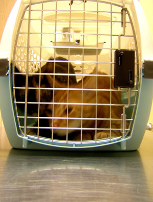 The Scoop: First H1N1 Cat Case Confirmed by AVMA