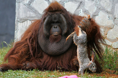 No Bunny Was Harmed in the Shooting of These Orangutan Pics