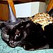 Peter's a Male Witch