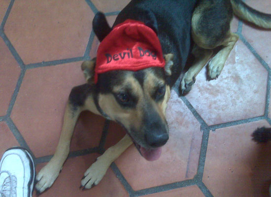Devil Dog Devil Dog