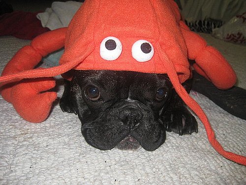 All Tender Tentacles All Tender Tentacles