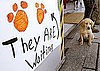 Do Tell: Have You Ever Fostered a Military Pet? 
