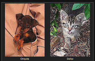 Pick the Cuter Pet For a Chance to Win $1,000!