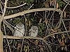 Spotted! Baby Western Screech Owls