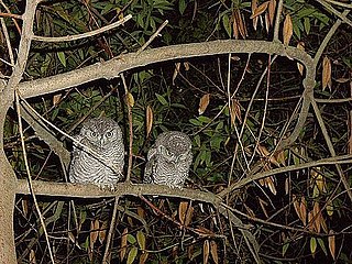 Spotted! Baby Western Screech Owls