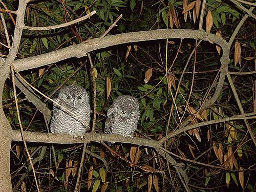 Spotted! Baby Western Screech Owls