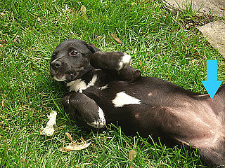 To the Rescue: How to Check Your Pet's Pulse