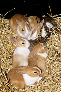 Is There a Dark, Manipulative Side to "Cute"?: In the LINK of an Eye