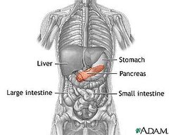 Organ Lessons: The Pancreas