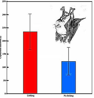 Who Knew? Bat Oral Sex Might Have an Evolutionary Benefit
