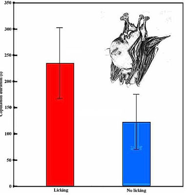 Who Knew? Bat Oral Sex Might Have an Evolutionary Benefit