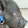 Mini-piglet Kingsford Goes to the Beach!