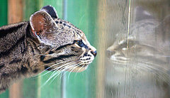 Très Bizarre: Prisoner Wants Visit From Mom — Who Is a Cat Très Bizarre: Prisoner Wants Visit From Mom — Who Is a Cat