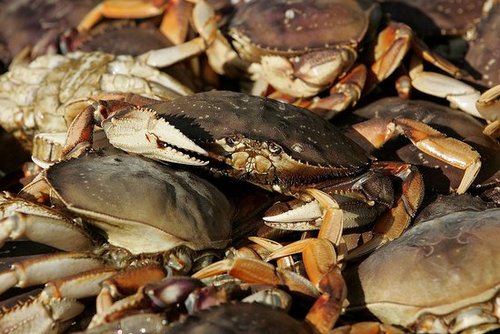 Yummy Links: From Dungeness Crab to Turkey Cookies