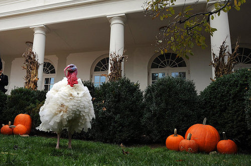 Yummy Links: From Pardoned Turkeys to Healthy Stuffing