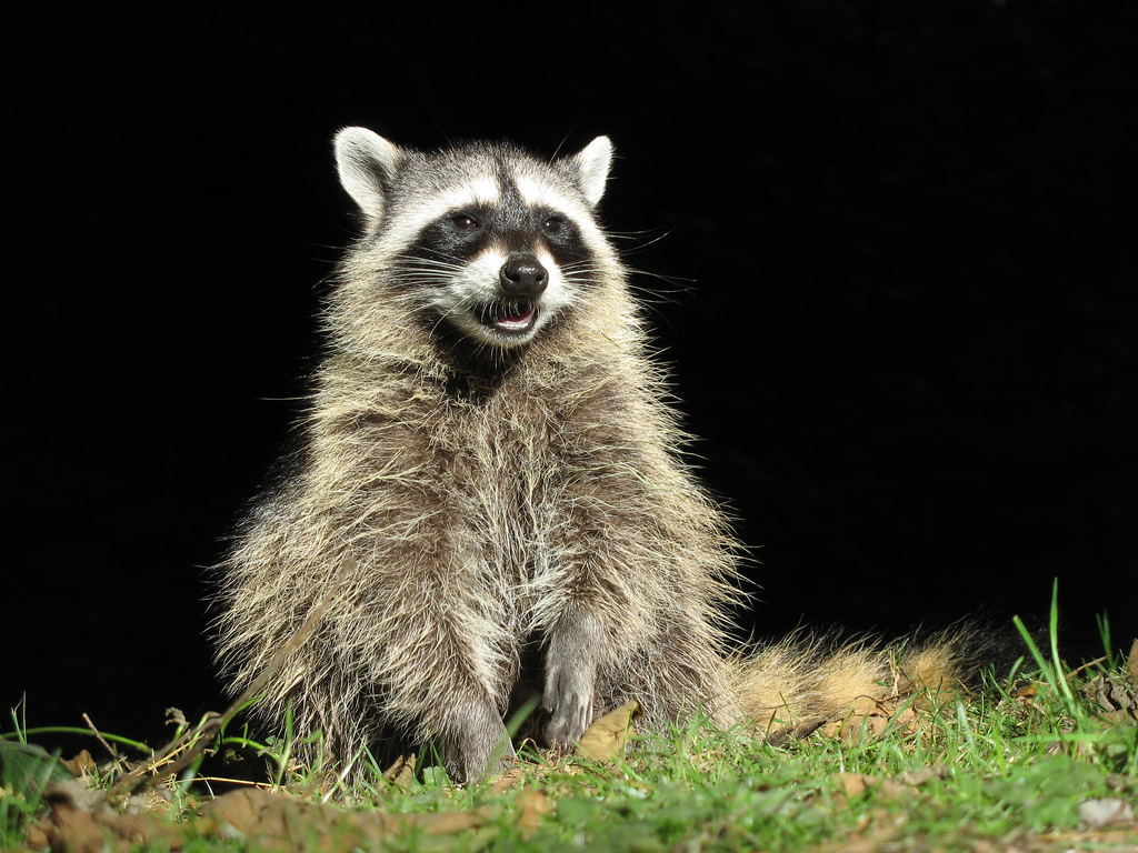 Rabies Rabies