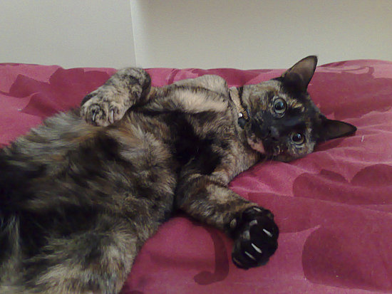 Cat Scratch Disease