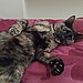 Cat Scratch Disease