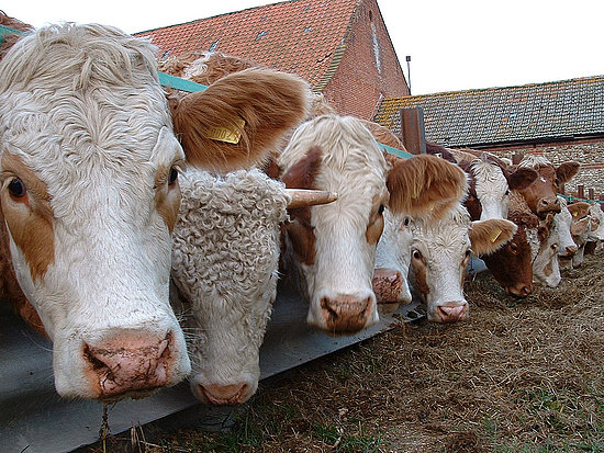 Mad Cow Disease Mad Cow Disease