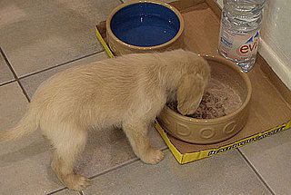 To the Rescue: Can Adult Dogs Eat Puppy Formula?