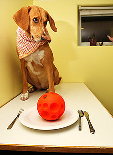 Do Tell: What's on the Menu For Your Pets This Thanksgiving?
