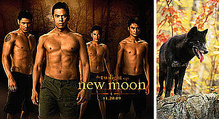 What Do You Know About Wolves (Jacob Not Included)?