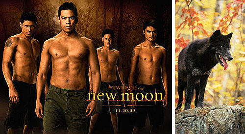 What Do You Know About Wolves (Jacob Not Included)?