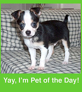 Pop Your Cute Pets . . . Into Our Pet of the Day Group!