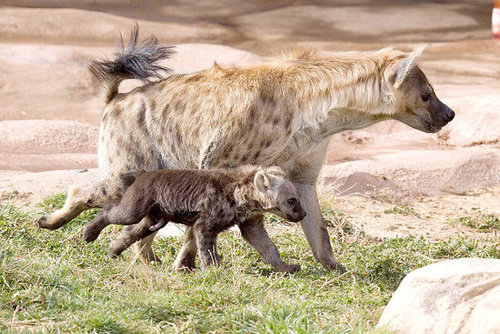 On the Prowl On the Prowl