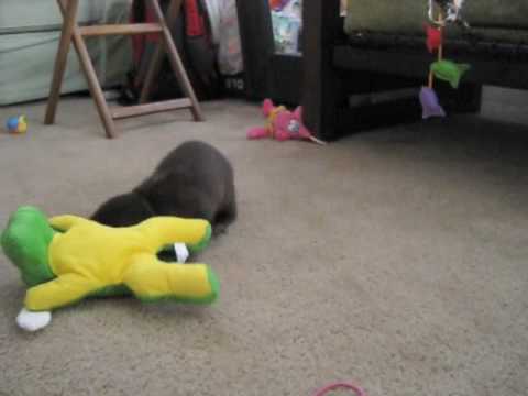 TGIF and For This Adorable Baby Otter Video